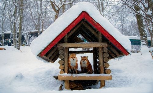 Au Japon, à Zao Fox Village, les renards ont leur sanctuaire rien qu'à eux