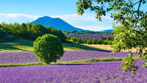 La floraison des champs de lavande à Valensole, le spectacle à ne pas manquer en Provence ! Voici où et quand y aller