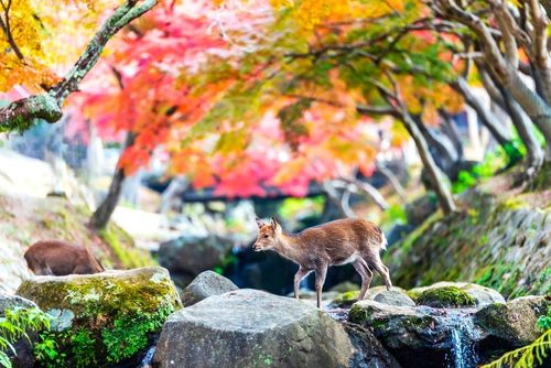 A 1h de Kyoto, ce parc public en pleine ville héberge 1400 cerfs, biches et faons nourris par les habitants 