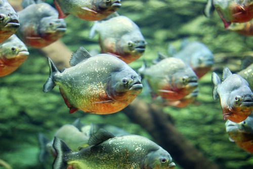 Aquatis, l'acquario di Losanna