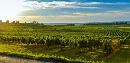 Das Entre-Deux-Mers, ein Weinbaugebiet in unmittelbarer Nähe der Garonne und der Dordogne