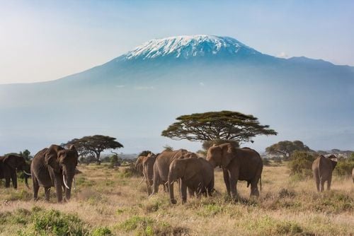 Partir à la rencontre des éléphants dans le parc national d’Amboseli 
