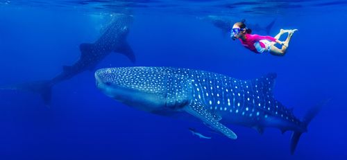 Sei pronto a nuotare in mare aperto con i pesci più grandi del mondo?