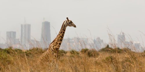 Un safari nel Parco Nazionale di Nairobi