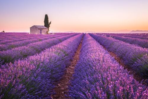 Lavender routes in Provence