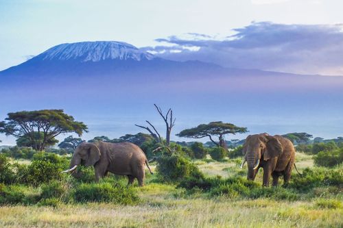 Entre safari et plages de rêves, 2 semaines en Tanzanie