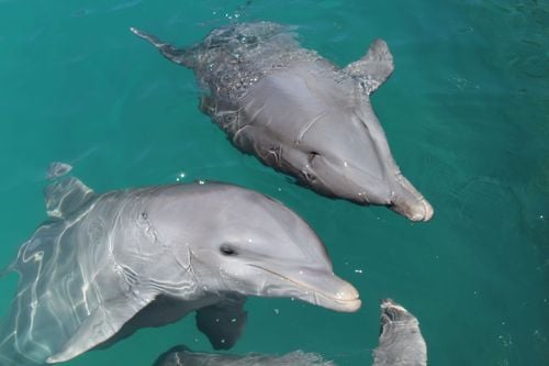 Nadar con un delfín, el sueño de un niño hecho realidad en Punta Cana