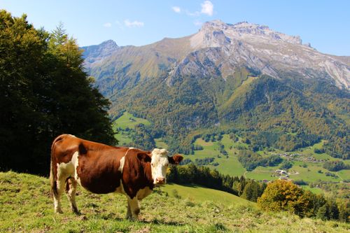 Ecco i segreti degli alpeggi di Flaine