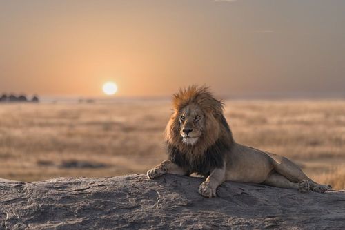 Rencontre spectaculaire avec le roi de savane, le lion d’Afrique 
