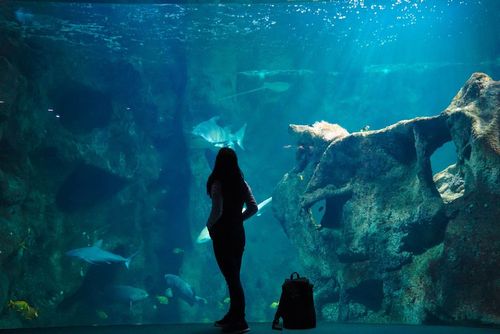 Plongez  à 20 000 lieues sous les mers avec la visite de l’aquarium de La Rochelle !