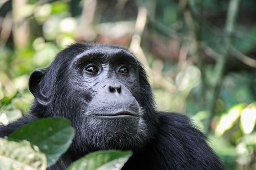 Sulle orme degli scimpanzé nel Parco Nazionale di Gombe in Tanzania