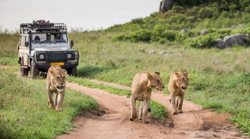 Las leonas del Serengeti: Dunia Camp, el campamento safari dirigido solo por mujeres